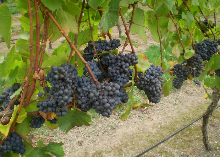 Gisborne Peak Winery Short Term Stays