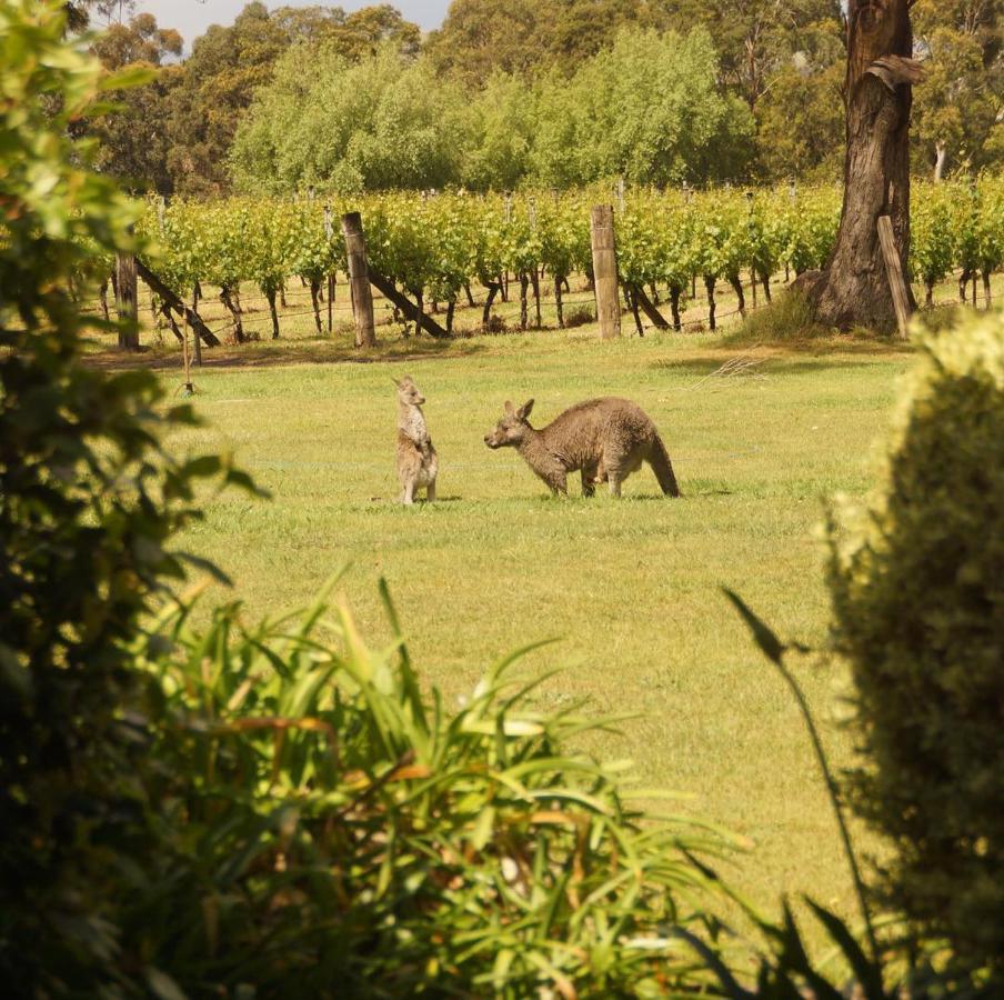 Lodge Peak Winery Short Term Gisborne