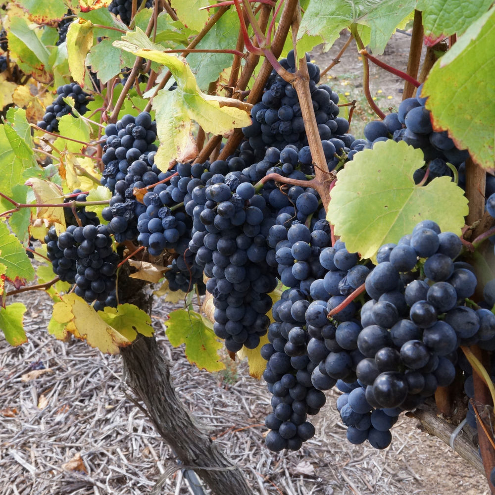 Peak Winery Short Term Lodge