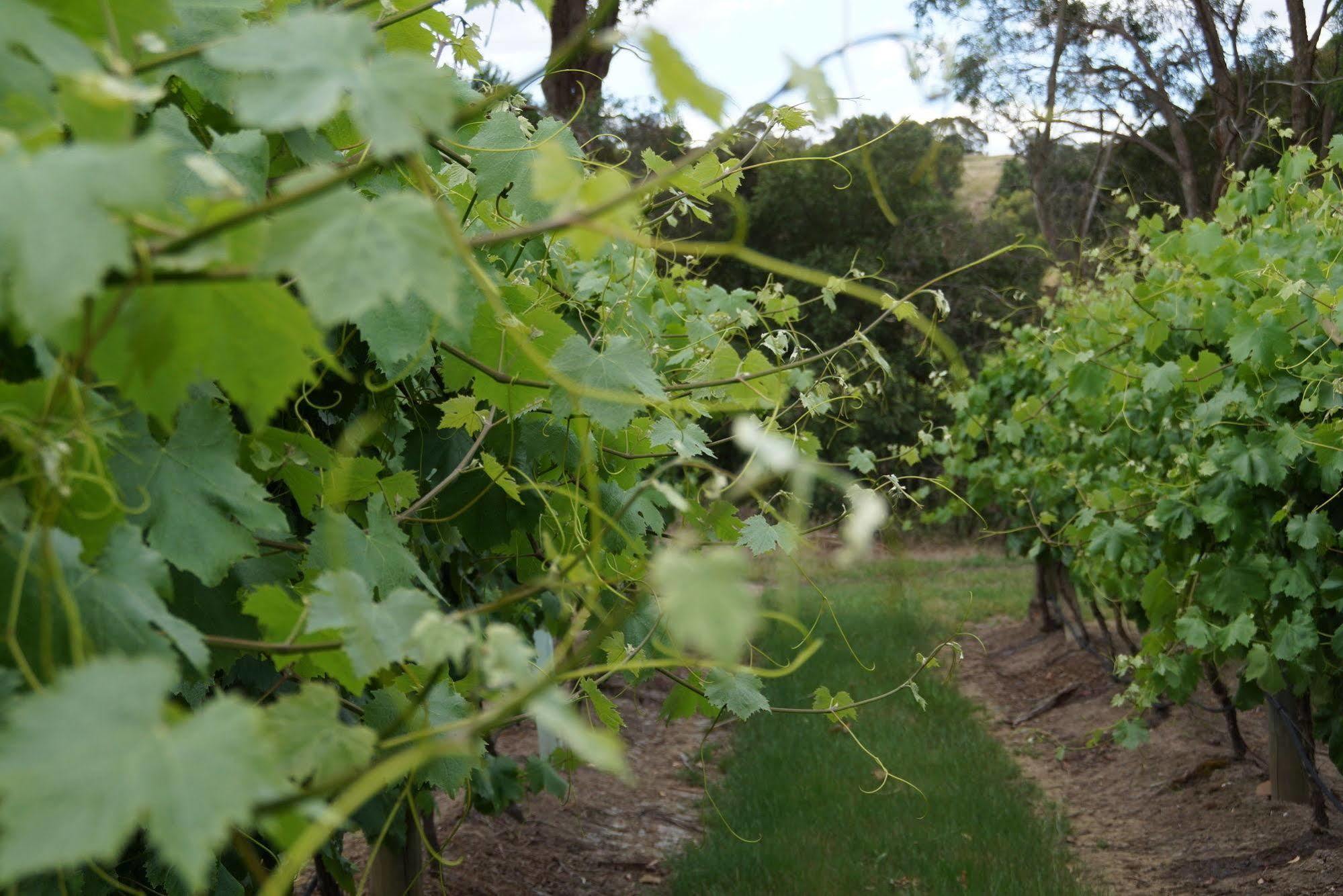 Peak Winery Short Term * Gisborne