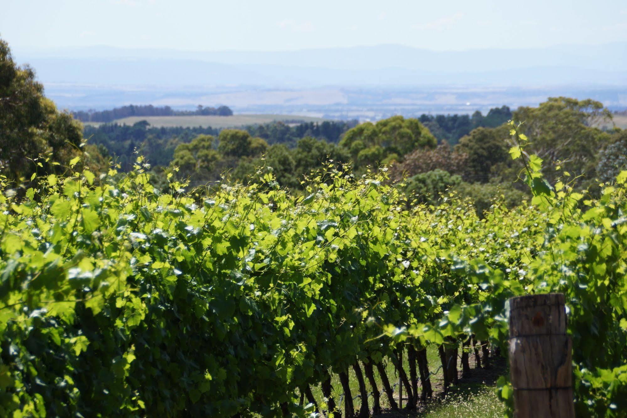 Lodge Peak Winery Short Term