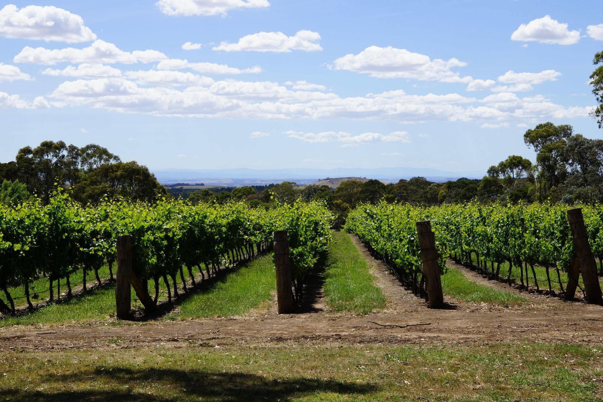 Lodge Peak Winery Short Term Gisborne