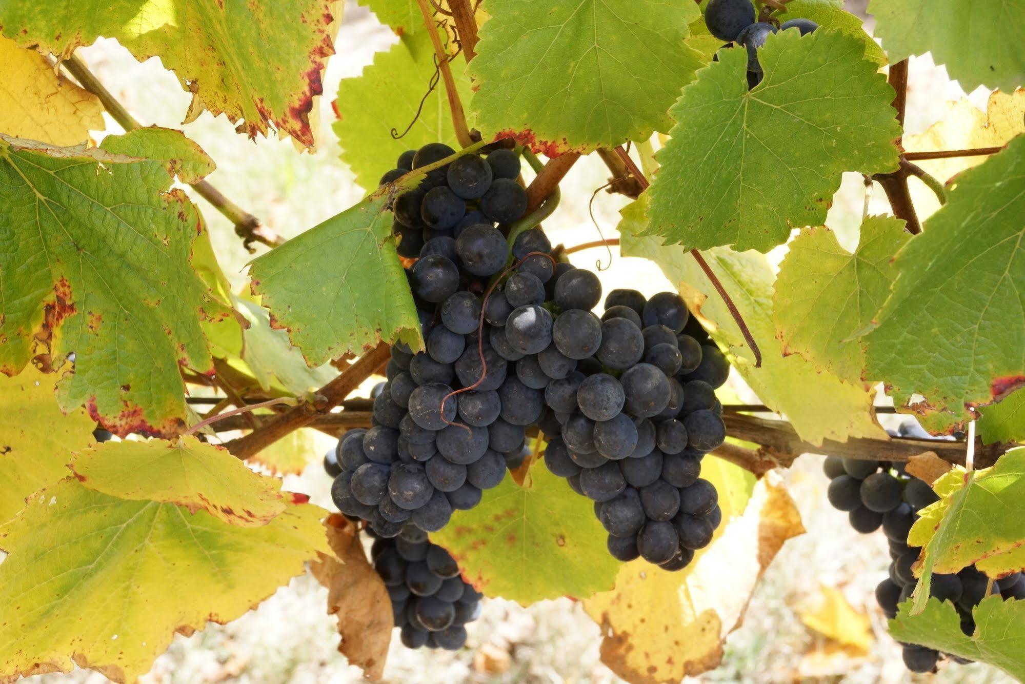 Peak Winery Short Term * Gisborne