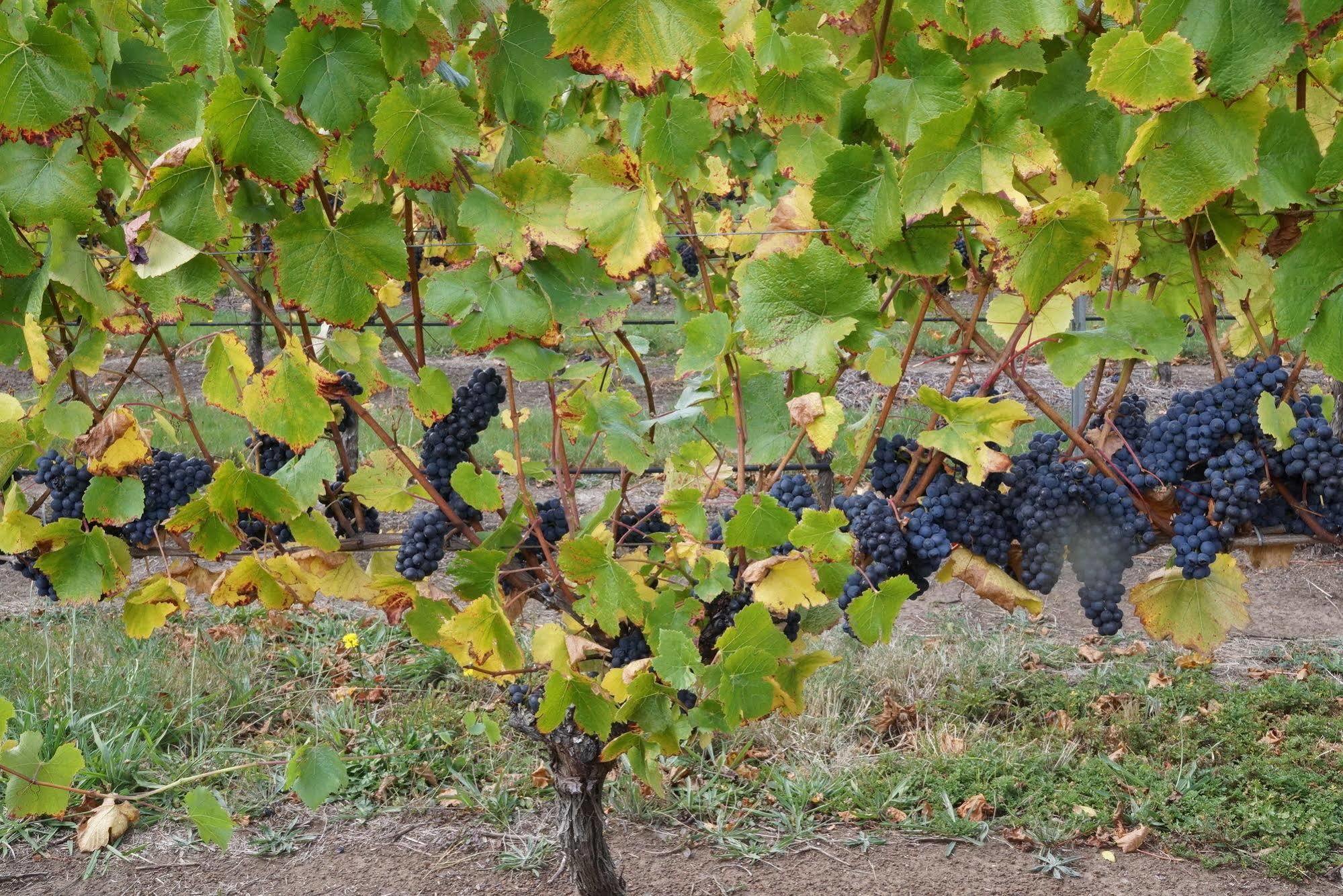 Lodge Peak Winery Short Term Gisborne