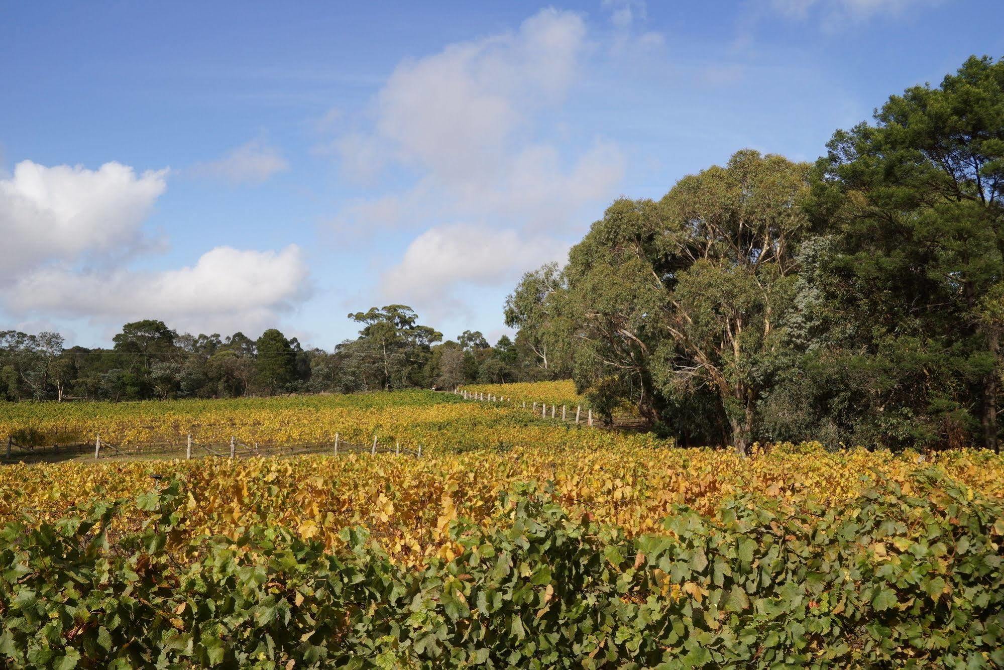 Lodge Peak Winery Short Term Gisborne